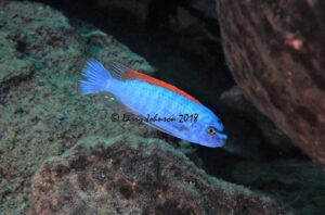 Labeotropheus trewavasae 'Chinyamwezi Island'